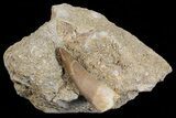 Fossil Plesiosaur (Zarafasaura) Tooth On Sandstone - Morocco #70300-1